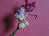 A photo on Flickr