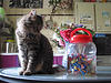 A photo on Flickr