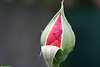 A photo on Flickr