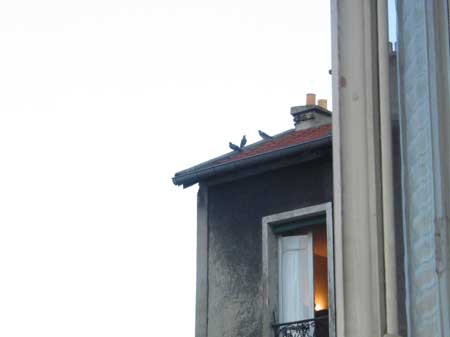 trois pigeons s'aimaient d'amour tendre