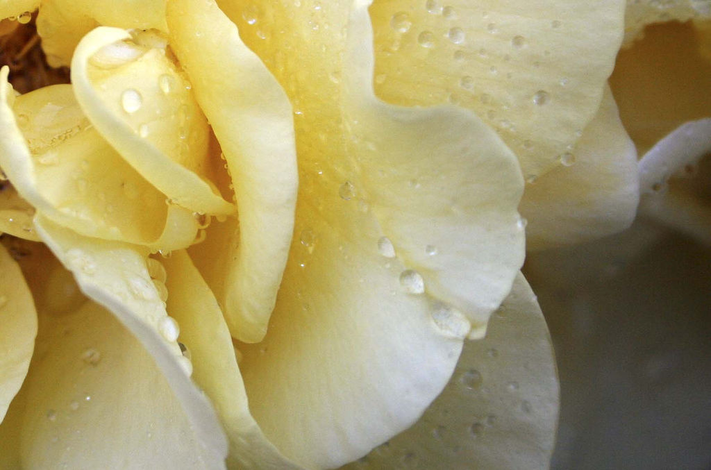 ROSE JAUNE