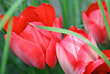A photo on Flickr