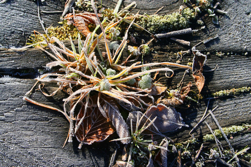 FROSTWORK